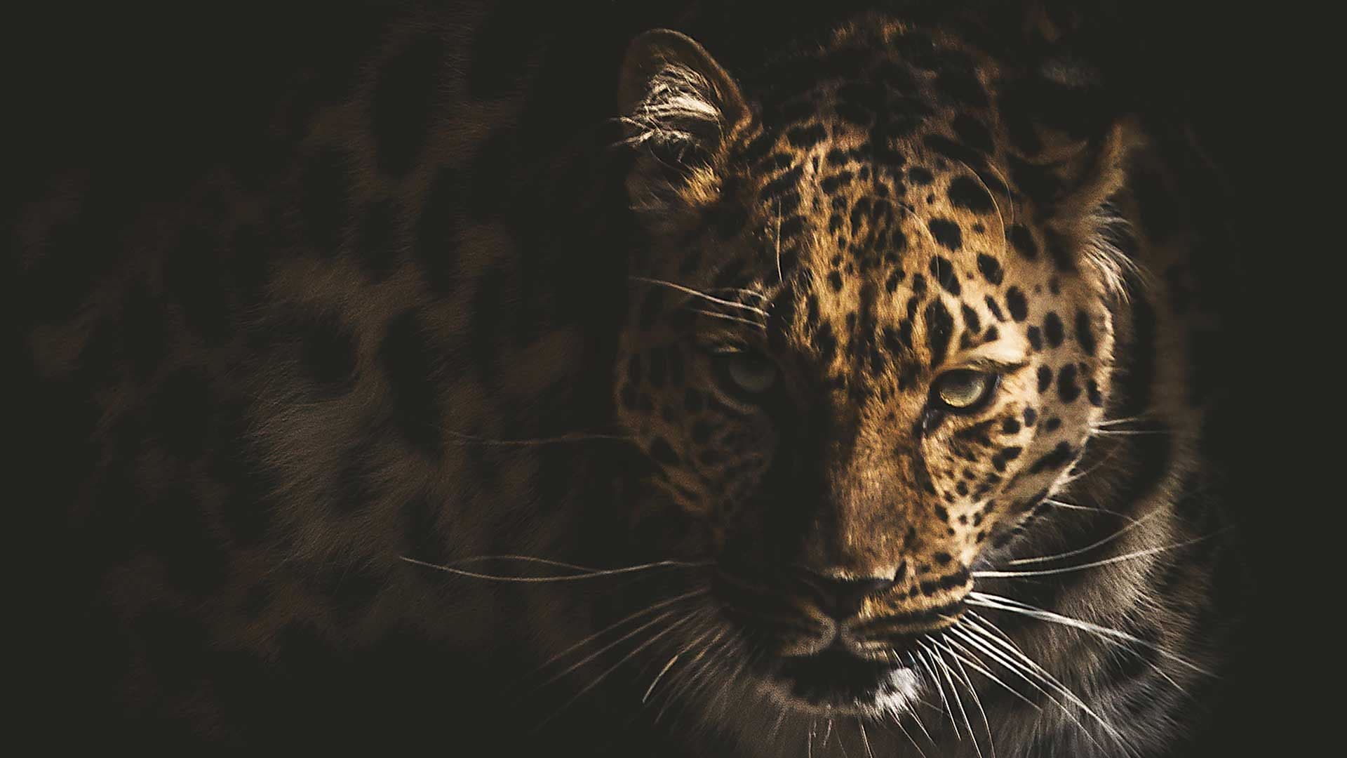 El nuevo parque nacional del jaguar que cuidará la riqueza natural de tulum